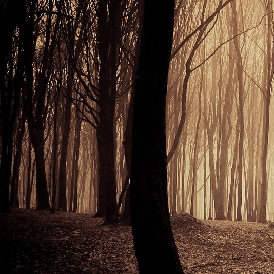 Dunkler Wald