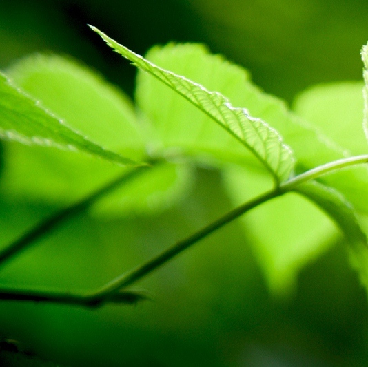 Green Leaves